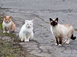 Three cats sitting outdoors on pavement